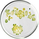 טיפוח עור עם אצות