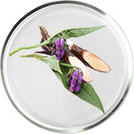 אלנטואין לטיפוח העור