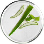 קוסמטיקה על בסיס אלוורה