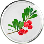 טיפוח עור עם ארבוטין