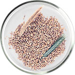 קוסמטיקה מועשרת בחומצה אזלאית