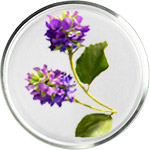 קוסמטיקה מבוססת באקוצ'יול