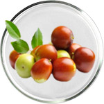 מוצרי טיפוח עם שמן חוחובה