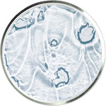 מוצרי טיפוח עם ניאצינמיד