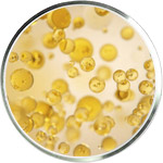 אומגה 3 ו־6 לטיפוח העור