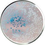 מוצרי טיפוח עם פרוביוטיקה