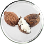 טיפוח עור עם חמאת שיאה