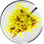 מוצרי טיפוח לוז המכשפה